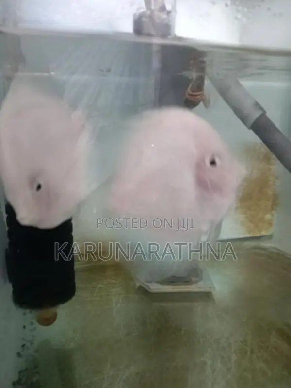 Snow White Discus