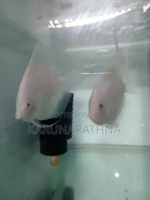 Snow White Discus