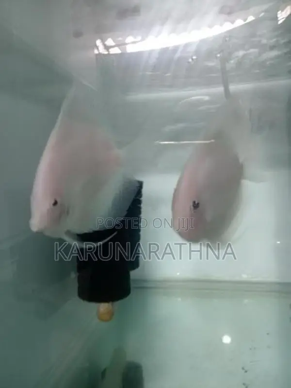 Snow White Discus