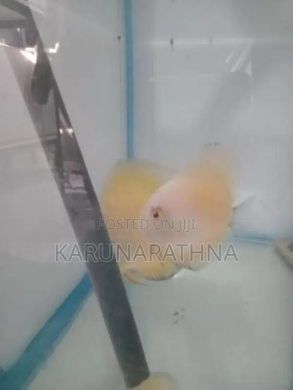 Snow White Discus