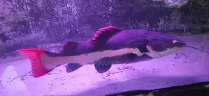 Red Tail Catfish