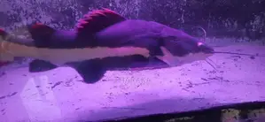 Red Tail Catfish