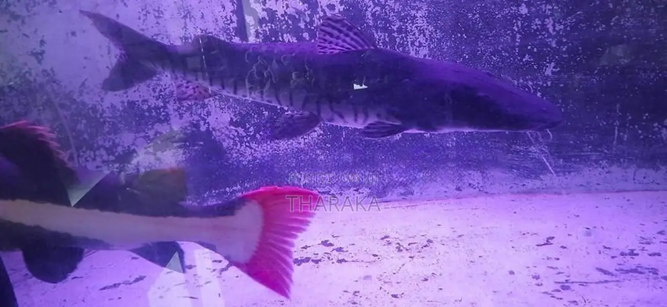 Red Tail Catfish
