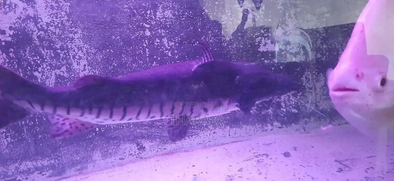 Red Tail Catfish