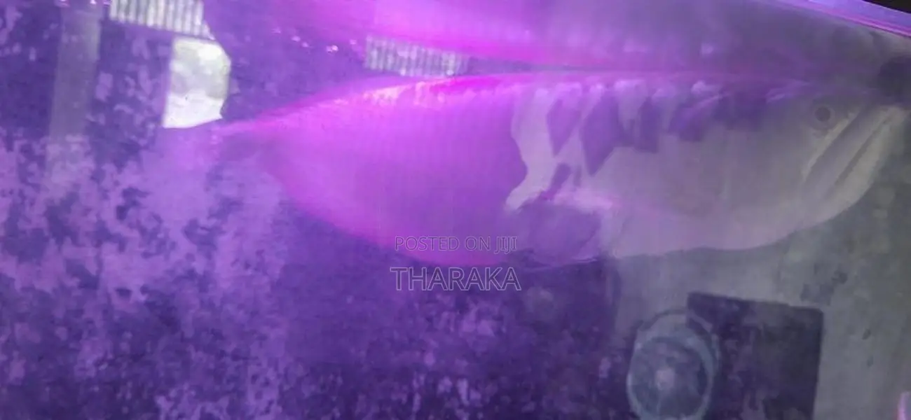 Silver Arowana