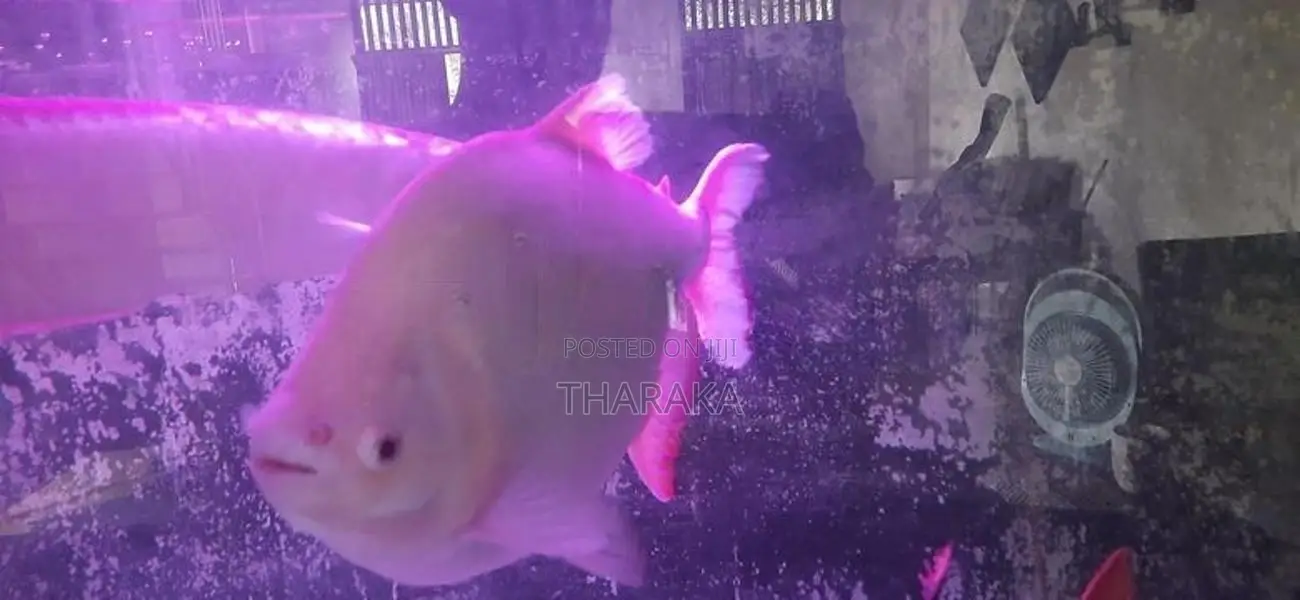 Silver Arowana