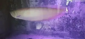 Silver Arowana