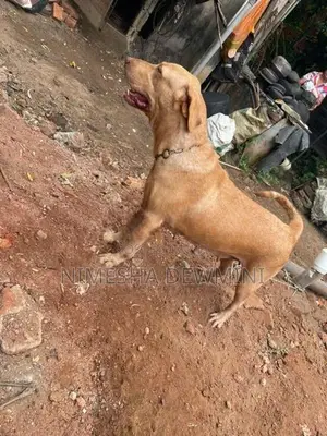 Labrador Dog