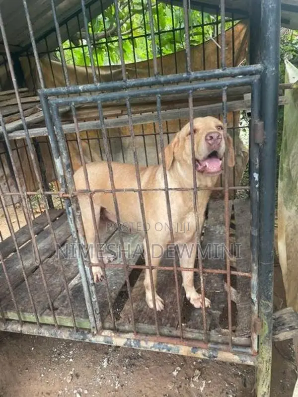 Labrador Dog
