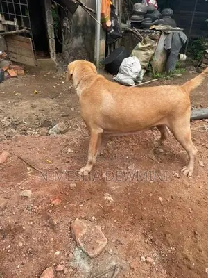 Labrador Dog