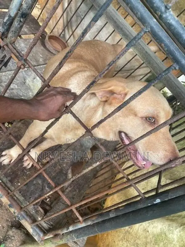 Labrador Dog