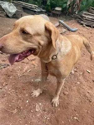 Labrador Dog