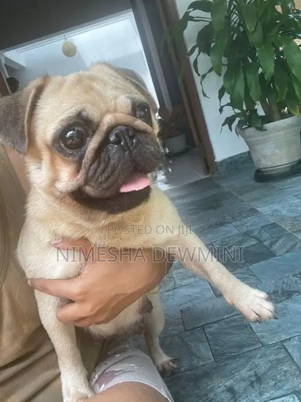 Pug Dog