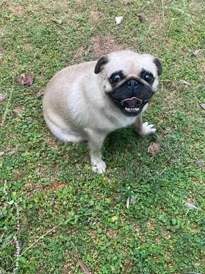 Pug Dog