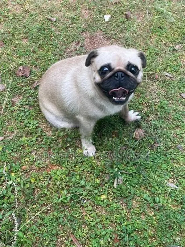 Pug Dog