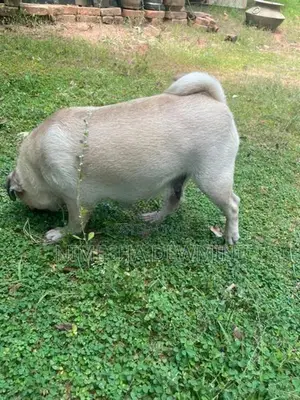 Pug Dog