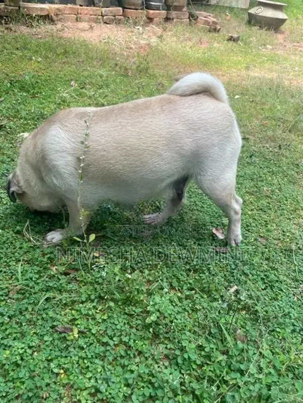 Pug Dog