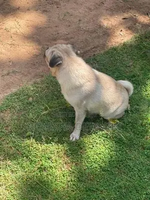 Pug Dog