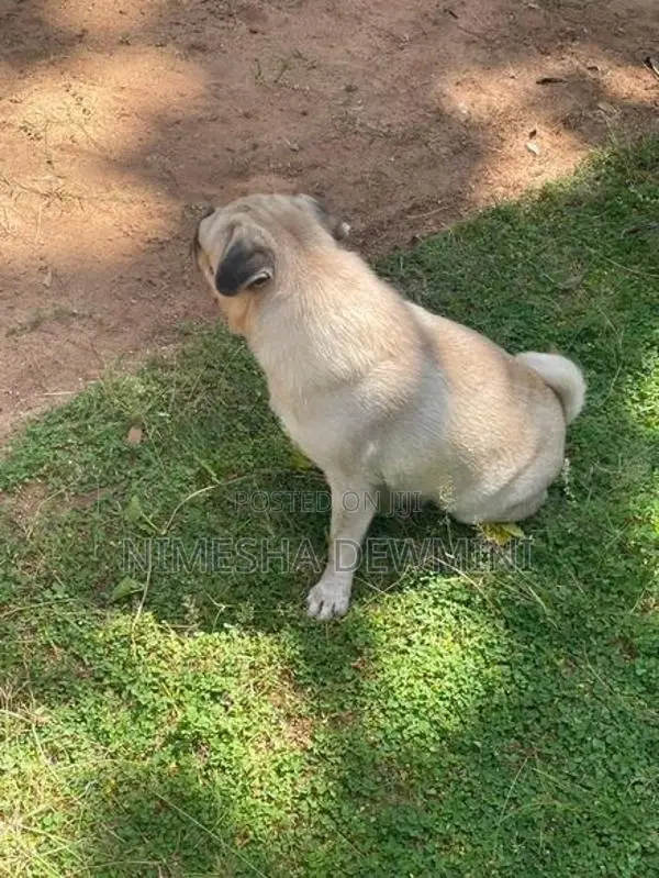 Pug Dog
