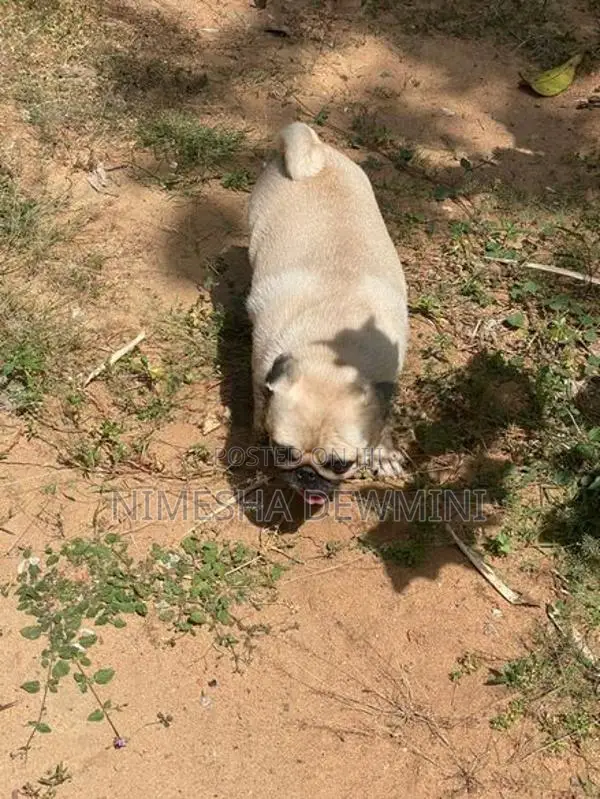 Pug Dog