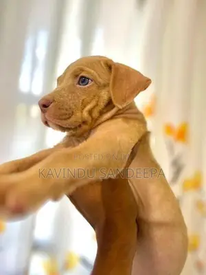 American Bully