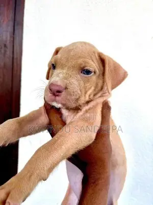 American Bully
