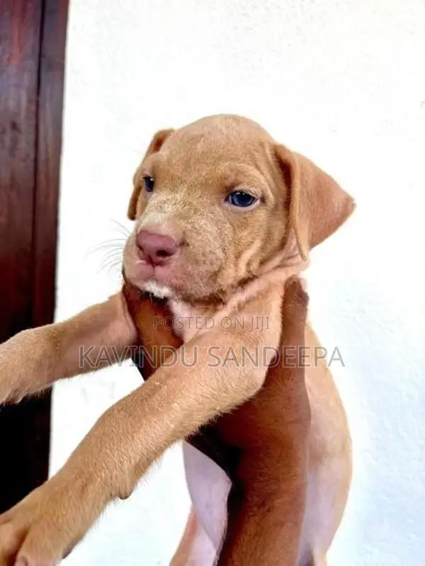 American Bully