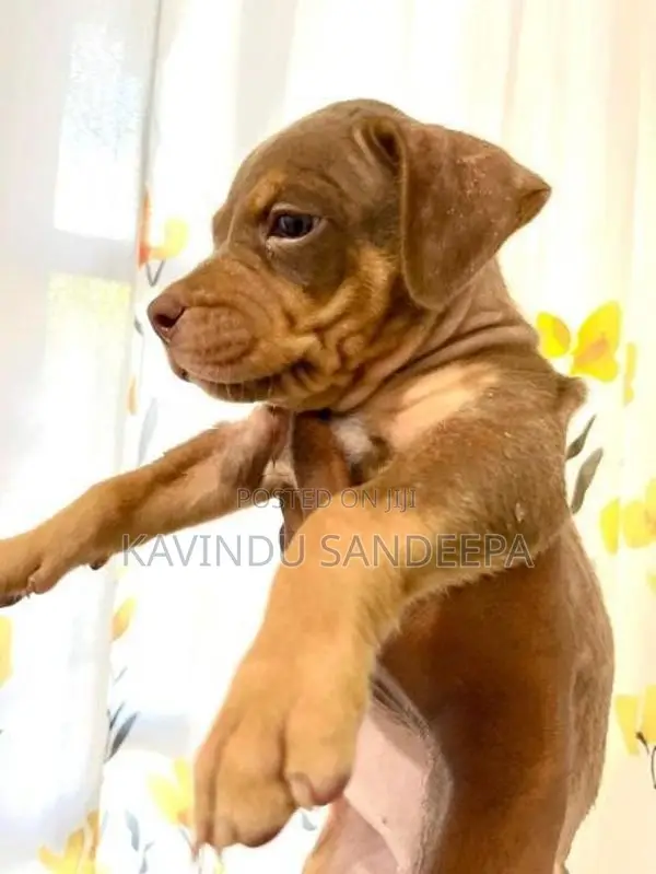 American Bully