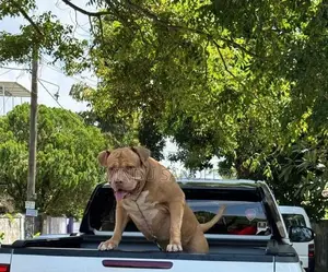 American Bully