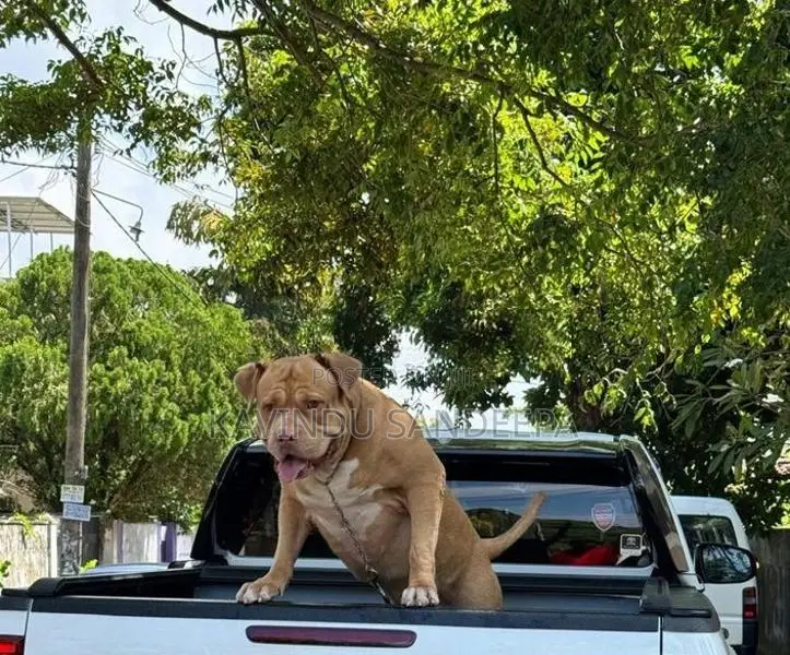 American Bully