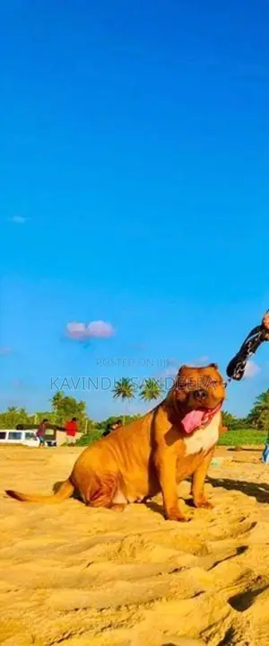American Bully