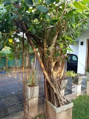 Nuga Tree