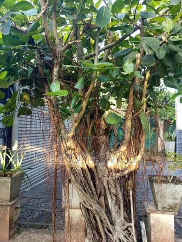 Nuga Tree