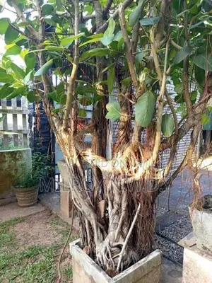Nuga Tree