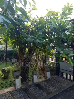 Nuga Tree