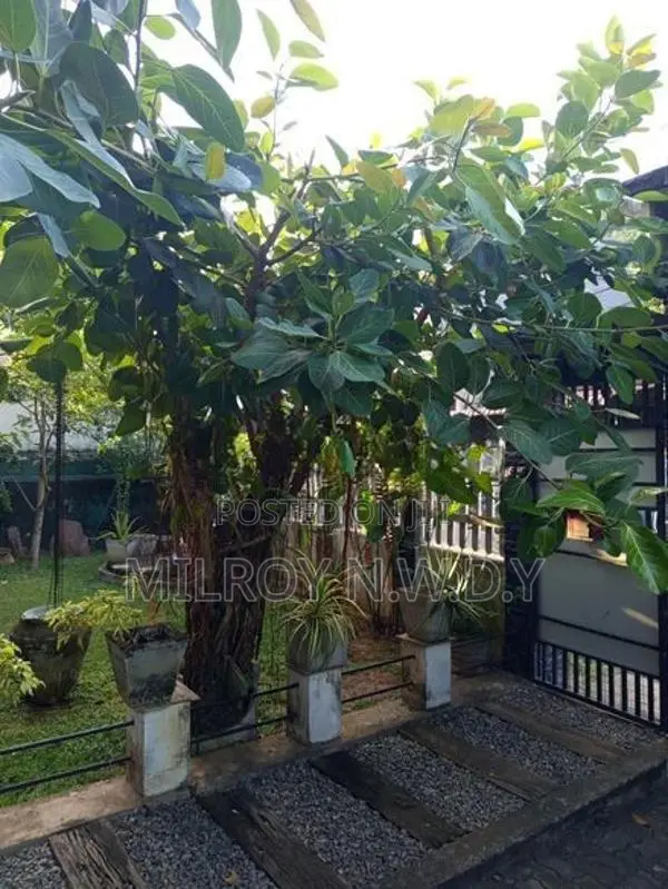 Nuga Tree