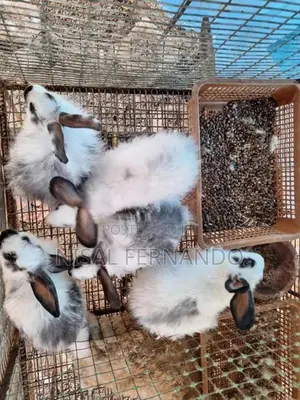 Rabbits