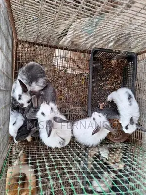 Rabbits