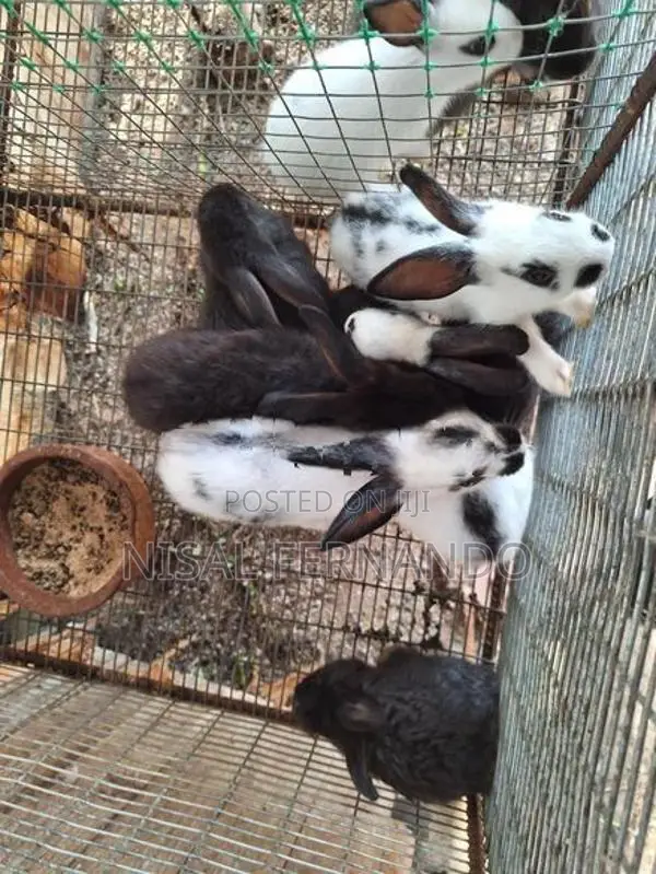 Rabbits