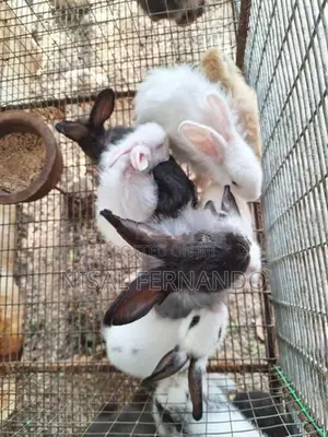 Rabbits