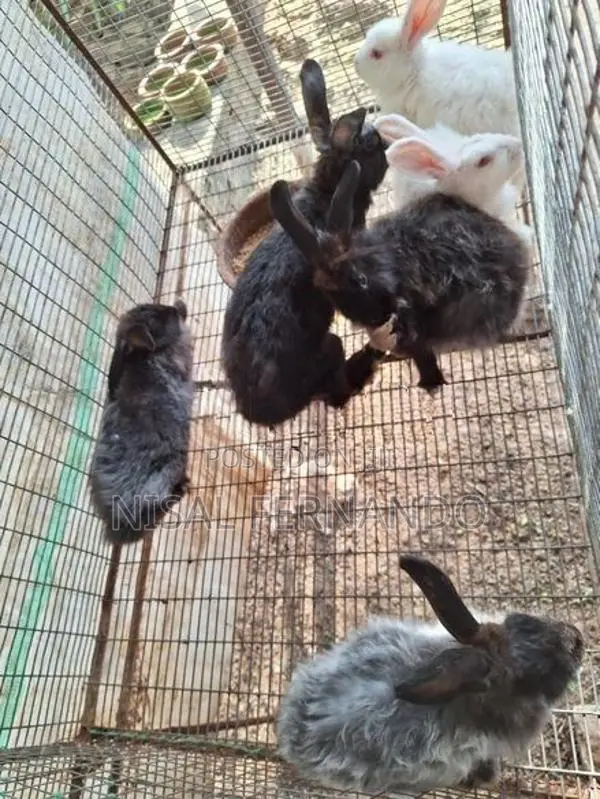 Rabbits