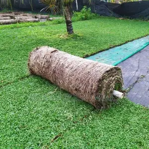Malaysian Grass Pidali With Carpet