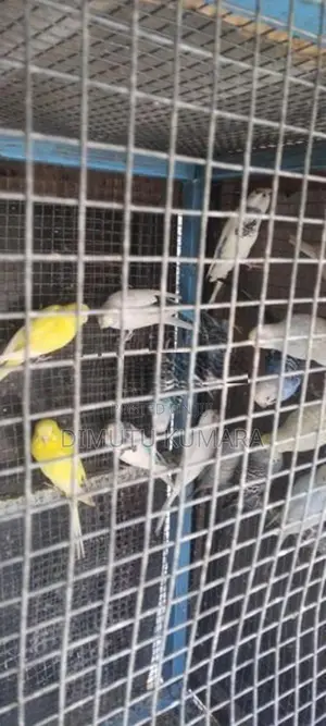 Love Birds Normal Red In Rainbow Vikenemata Atha