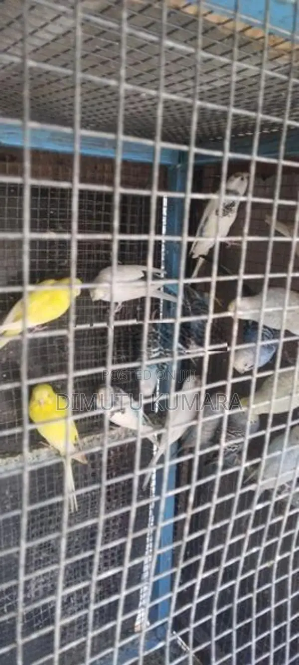 Love Birds Normal Red In Rainbow Vikenemata Atha