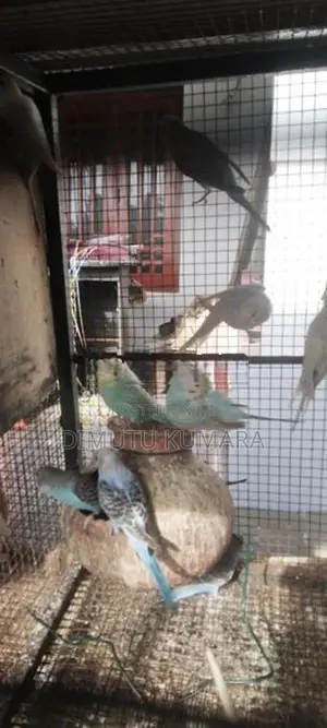 Love Birds Normal Red In Rainbow Vikenemata Atha
