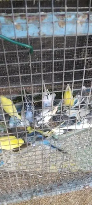 Love Birds Normal Red In Rainbow Vikenemata Atha