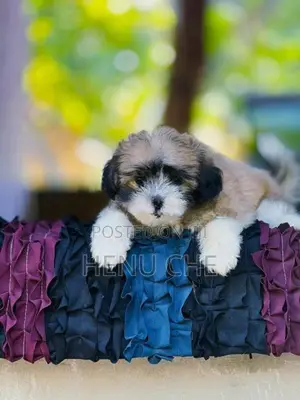 Shih Tzu Puppy