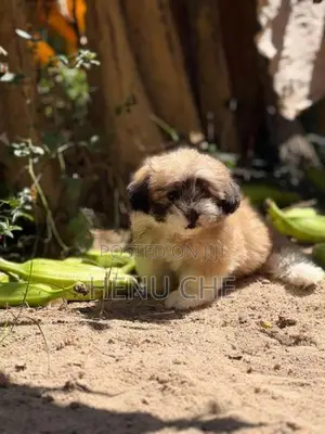 Shih Tzu Puppy