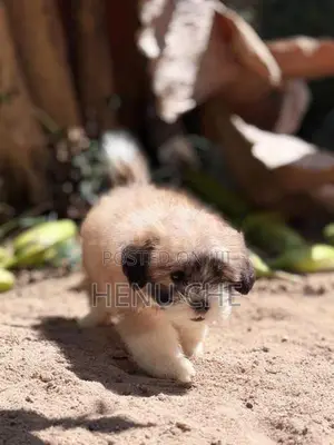 Shih Tzu Puppy
