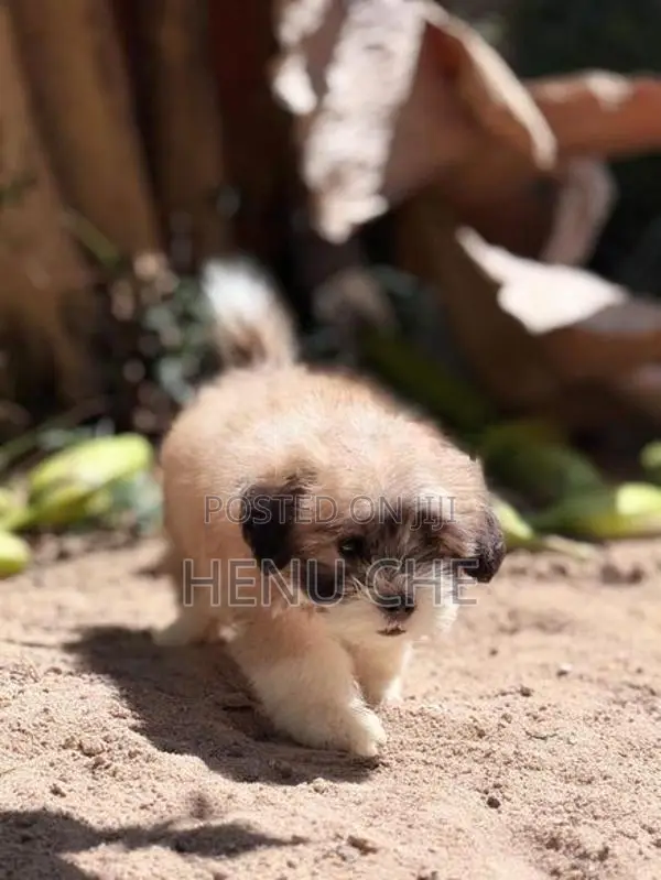 Shih Tzu Puppy